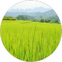 M Nicolas profile picture