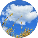 Maxime Dely profile picture